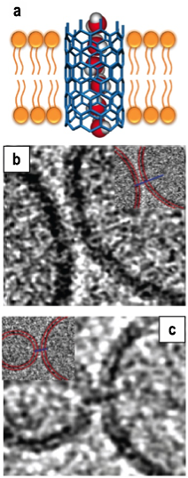 Figure 1. (a) schematic of a carbon nanotube porin in the lipid bilayer. (b,c) cryogenic transmission electron microscopy images of the the porins bridging two lipid membranes. image size is 46 x 46 nm.