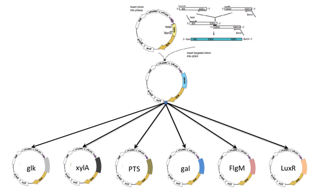 Successful construction of six plasmids for inactivation proteins needed for generation of microbe strains that consume only one specific sugar. the inactivation plasmids glk, xyla, ptsg, gal, flgm, and luxr were created with genetic manipulation of the <em>clostridium phytofermentans</em> bacterium.