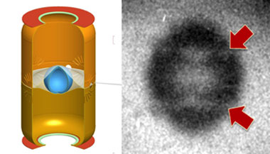 Figure 2. an ignition style target (left). the fuel capsule (blue) is supported by very thin polymer films. emission image from a recent implosion experiment (right). an ideal implosion would be round and featureless. the perturbations indicated by the red arrows are where the 110-nm support films detach from the capsule.