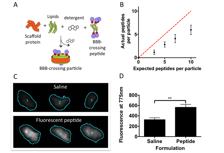 Engineering nanoparticles for delivery of therapeutics to the brain. (a) schematic showing the process for creating nanoparticles composed of lipids, protein, and peptides that enable blood–brain barrier transport. (b) data showing successful incorporation of a peptide transported across the blood–brain barrier with nanoparticles (theoretical curve is dashed red line, actual data are black points). (c) fluorescence images of rat brain slices showing successful transport of fluorescent peptides into the brai