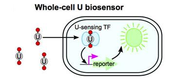 We are developing a whole-cell uranium (u) biosensor in which uranium detection is mediated by a transcription factor (tf) that couples perception of uranium with activation of a fluorescent reporter.