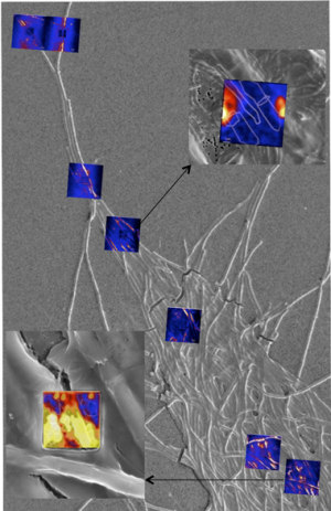 Secondary-ion imaging mass spectrometry images (colored) overlaid on a scanning electron micrograph (grey). we are quantifying allocation of resources at the single-cell and molecular level in nitrogen-fixing microbial consortia to characterize microbial symbiotic mechanisms. here, we show iron allocation from dust within iron-limited nitrogen-fixing cyanobacterial consortia. allocation of metal resources is tightly regulated in this consortium.