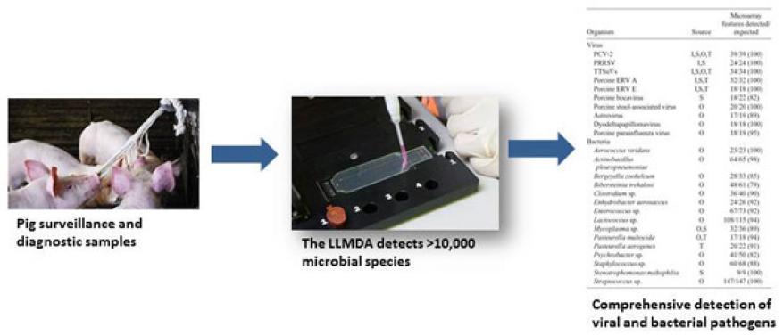 Figure 2. the lawrence livermore microbial detection array (llmda) was evaluated as a veterinary diagnostic tool to detect a broad spectrum of viral and bacterial pathogens.